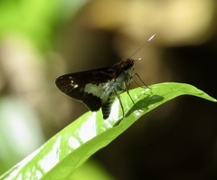 Sabera caesina