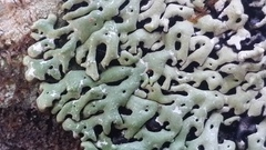 Menegazzia