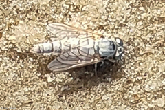 Scepsis appendiculata