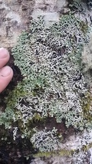 Menegazzia
