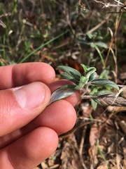 Monardella hypoleuca hypoleuca