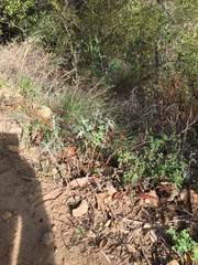 Monardella hypoleuca hypoleuca