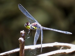 Agrionoptera longitudinalis biserialis