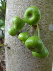 Ficus variegata