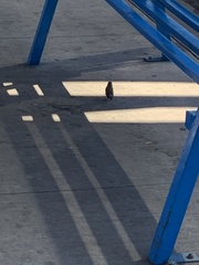 Passer domesticus