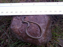 Rio Grande Do Sul Blind Snake photo 2