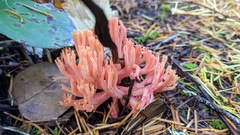 Ramaria araiospora