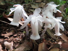 Monotropastrum humile