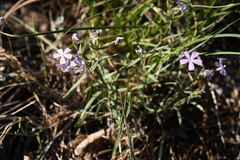 Phlox woodhousei