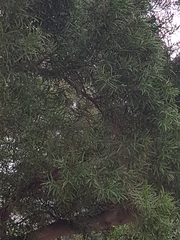 Acacia confusa