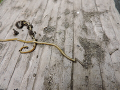 Diversibipalium multilineatum