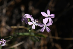 Phlox woodhousei