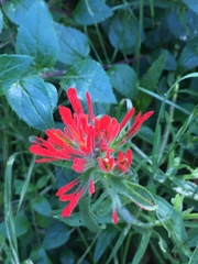 Castilleja applegatei