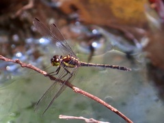 Agrionoptera longitudinalis biserialis