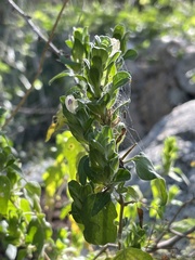 Tetramerium fruticosum