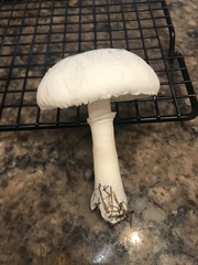 Leucoagaricus leucothites