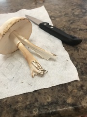 Leucoagaricus leucothites