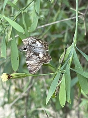 Chiomara