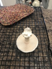 Leucoagaricus leucothites