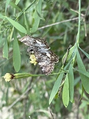 Chiomara