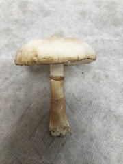 Leucoagaricus leucothites