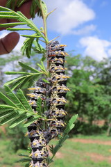 Gonimbrasia cocaulti