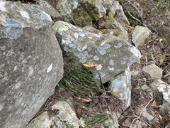 Dendrobium striolatum