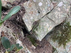 Dendrobium striolatum