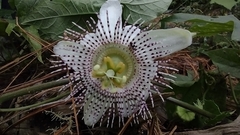 Passiflora adenopoda