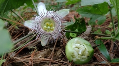 Passiflora adenopoda