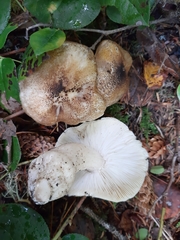 Tricholoma arvernense