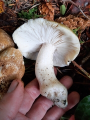 Tricholoma arvernense