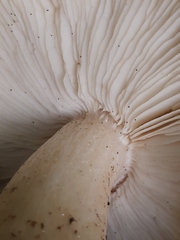 Tricholoma arvernense