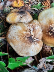Tricholoma arvernense