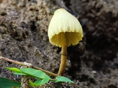Leucocoprinus birnbaumii