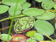 Polypedilum braseniae