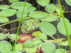 Polypedilum braseniae