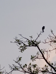 Dicrurus leucophaeus