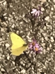 Colias harfordii