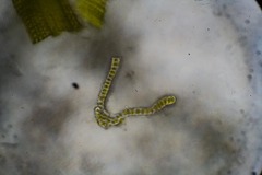 Racomitrium sudeticum