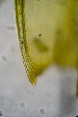 Racomitrium sudeticum