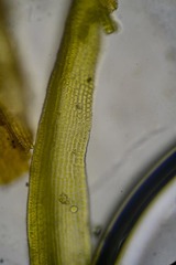 Racomitrium sudeticum