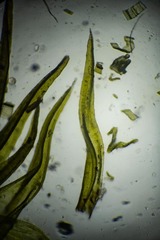 Racomitrium sudeticum