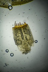 Racomitrium sudeticum