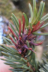 Adelges lariciatus