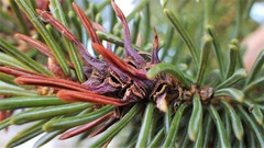 Adelges lariciatus