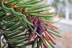 Adelges lariciatus