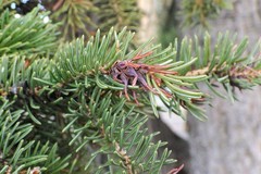 Adelges lariciatus