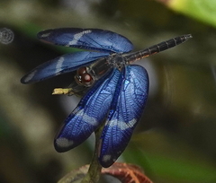 Zenithoptera lanei