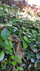 Diploderma swinhonis